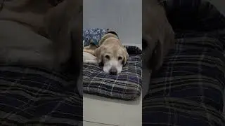#funny #labrador #shortvideo #viraldog ms dog boarding house #animals #funnypets #cartoondog #pets