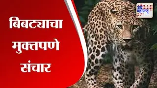 Maval | बिबट्याचा मुक्तपणे संचार | Marathi News