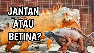 CARA MEMBEDAKAN JENIS KELAMIN IGUANA KALIAN SERTA TIPS SEXING PADA IGUANA