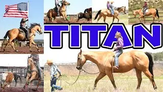 TITAN all-around FUN, SAFE, UNIQUE AQHA BUCKSKIN GELDING