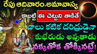 రేపు ఆదివారం+అమావాస్య కాబట్టి ఈ చెట్టుని తాకితే చాలు కటిక దరిద్రుడైనా కుభేరుడు అవుతాడు