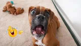 These Dog Videos of the Year Will Make You Laugh Way Too Hard 😂🐶
