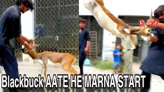 Blackbuck say bal bal bacha.peacocks konj aa gayean