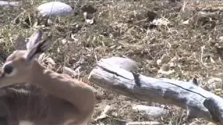 DENVER ZOO CELEBRATES FIRST EVER GERENUK BIRTH