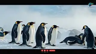 Surprising Facts | Waddle You Know? Emperor Penguin Secrets That Will BLOW Your Mind!
