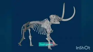 El mamut lanudo 