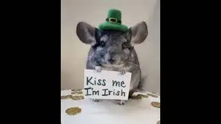 Kiss me I'm Irish [Video] in 2021 | Cute animals, Cute baby animals, Funny animals