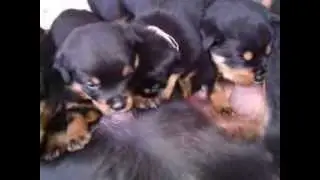 Rotweiller amamentando seus filhotes