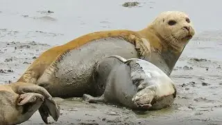 Zeehond, Phocidae, Seals, Anjing laut, فقميات ,Termunten Punt van Reide, De Dollard, Netherland.
