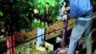 Honig Vineyard & Winery: Harvest 2013 Video