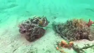 Camouflage Stingray attacks Eats Camouflaging Octopus