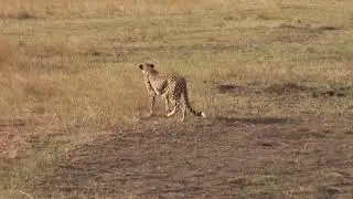 MASAI MARA FOREVER 2006 3&deg;Parte  Videosafari di Gianni Carrea