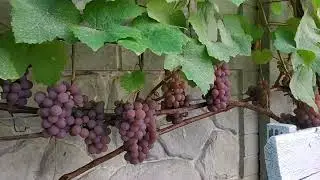 Траминер розовый (Traminer)