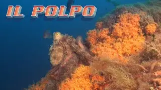 STORIE DI MARE: Il Polpo