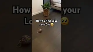 How to find your lost cat #lostcat #missingcat #cathacks #indoorcat #catwaterfountain