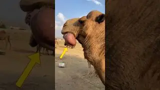 Что такое верблюд дулла?🐫