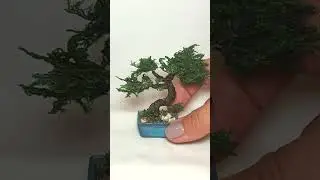 DIY Mini BONZAI #tinybonsai #minibonsai #miniaturebonsai #diybonsai