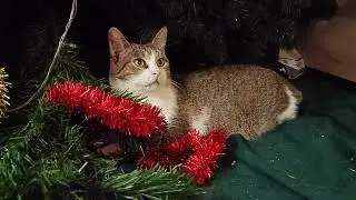 Christmas with Cats: Tree Destruction & Miraz’s First Inside Christmas 🎄🐾