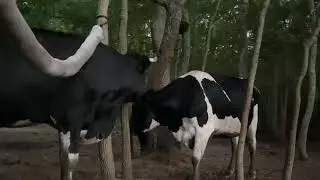 Cows love, feel, and have complex emotions. Facts