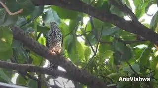 Female Asian Koel making sound