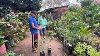 “DOQUINHA Foi Atrás das MUDAS de GRAVIOLA — Você Não Imagina o Que Encontramos!”
