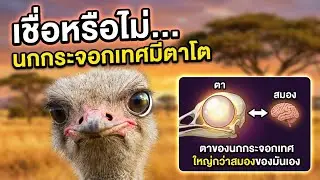 ตากว้างกว่าสมอง! ความลับสุดช็อกของนกอีมู...หรืออีมูไม่ใช่กันแน่?