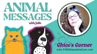 Animal Messages with Julie! - Manage your Dog's picky eating habits, Grief, and the Rainbow bridge