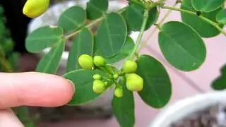 Cloudless Sulphur Egg in 