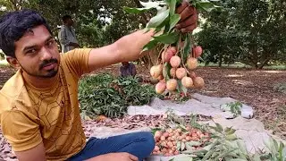 Lychee Farming In Pakistan || Lychee Garden in hafizabad || FACT VIDEOS