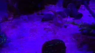 ChemiClean Cyano issue Day 1