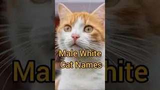 Male White Cat Names | Cats names #cat #catlovers #catnames #cats