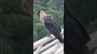 Beautiful Crow 👌 #shorts