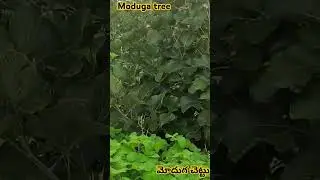 moduga tree - khammam  DT  TS  INDIA