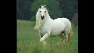 Top 10 most beautiful horses in the world|| beautiful horses pictures wallpapers||