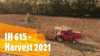 IH 615 Harvest 2021 - a whopping 3 ROWS at a time!