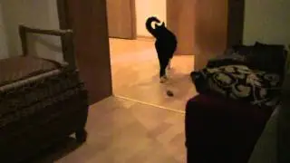 Folge 5 - Aus die Maus