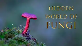 Hidden World of Fungi UHD 4K