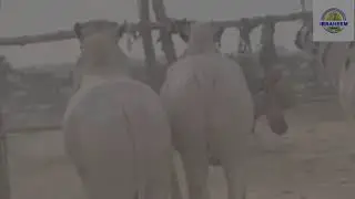 Aggressive bull attack #bullattack #angrybull #hyderabad 2025
