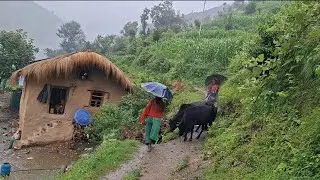 The Best All Season Compilation Video Into Rainy Season || Beautiful Nature With Documentary Video |