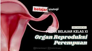 Reproductive System - Female Reproductive Organs 3D