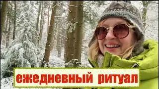 Нидерланды зимний лес усыпан снегом