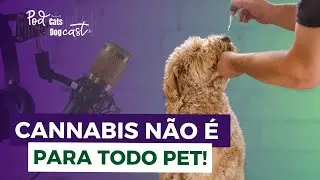 Podcast &deg; Cannabis Medicinal para Pets: Quando N&Atilde;O Usar? Cuidados e Riscos &deg; #cachorro #gato
