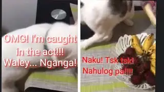 Cats Funny Videos/Short Cat Story/Nanay Chie's Fable