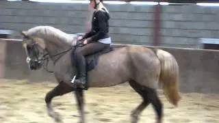 welsh cob section D  showjumper /eventer