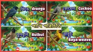 Different Birds Name in Bangla & English | পাখির নাম শেখা | Birds for Kids | Shishu Phonics Academy