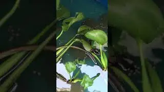 Baba nu&ocirc;i tr&ecirc;n th&ugrave;ng nhựa