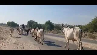 Beautiful cows on the roads of the Thar Desert#animals #camel #sahara #traverseedudesert 