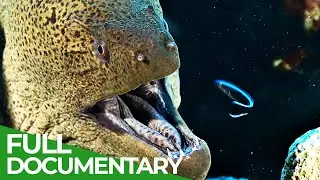 Animal's Super Senses - Taste & Smell | Free Documentary Nature