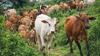Menggembala Sapi Lembu Jinak Kampung Turun Bukit Hijau, Sapi Melintasi Jalan Extrime