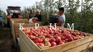 Крым. Сбор урожая яблок в Крыму